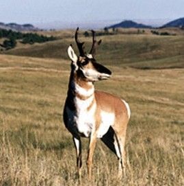 File:Pronghorn Wind Cave NP.jpg