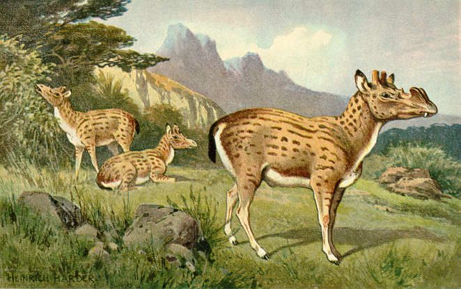 File:Protoceras.jpg