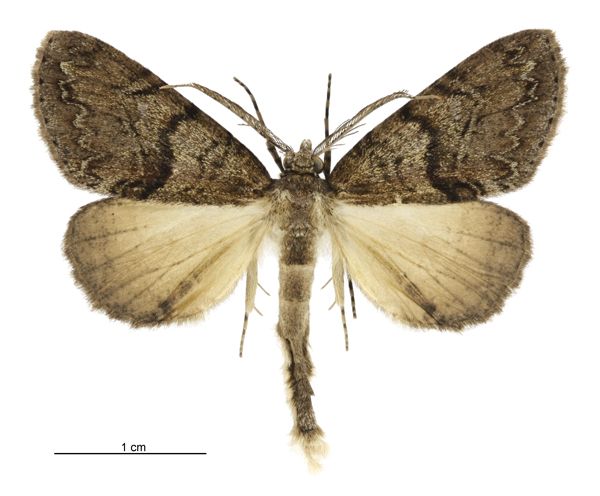 File:Pseudocoremia suavis male.jpg