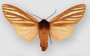 File:Pseudohemihyalea ambigua (female).JPG