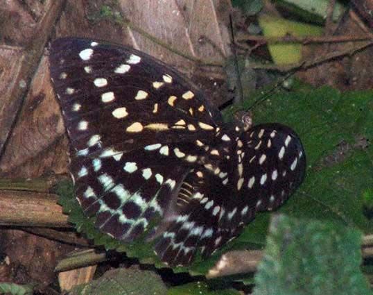 File:RN026 Adolias dirtea female.jpg