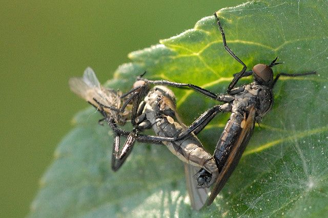 File:Rhamphomyia.sulcata3.-.lindsey.jpg