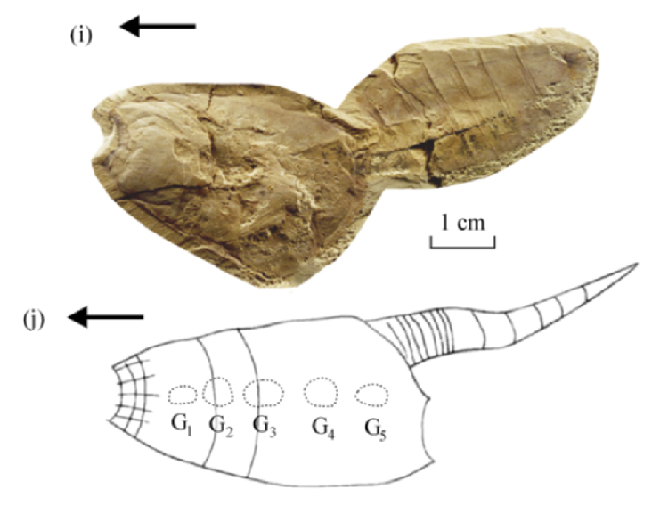 File:Xidazoon-vs-pomatrum-Shu-2005.png