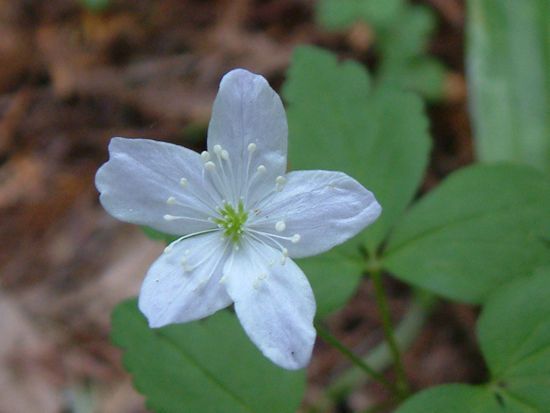 File:Anemone quinquefolia.jpg