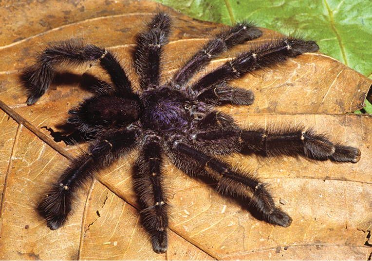 File:Avicularia purpurea male southern form ZK171.jpg