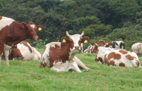 File:Ayrshire cows.jpg