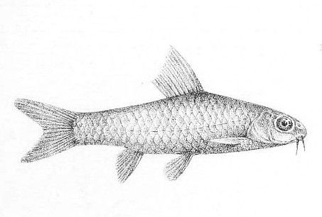 File:Barbus nigeriensis.jpg