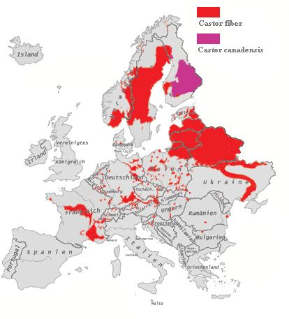 File:Biber in Europa 2003.jpg