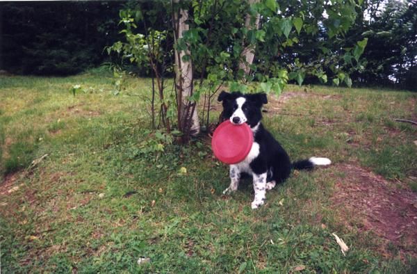 File:Border Collie puppy with disc.jpg