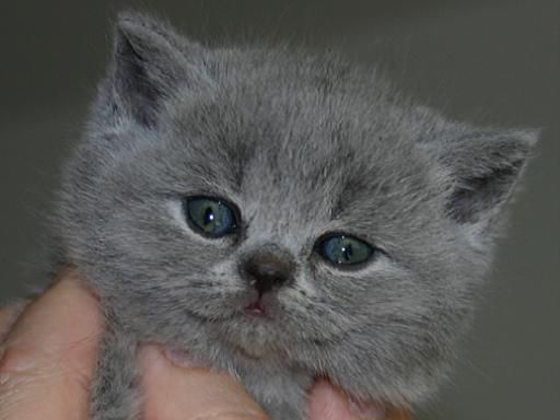 File:Britskorthaar kitten.JPG