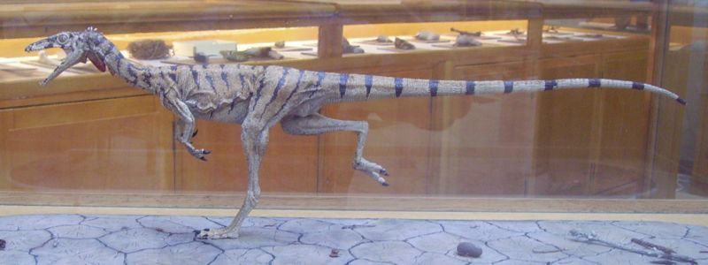 File:Compsognathus longipes.JPG