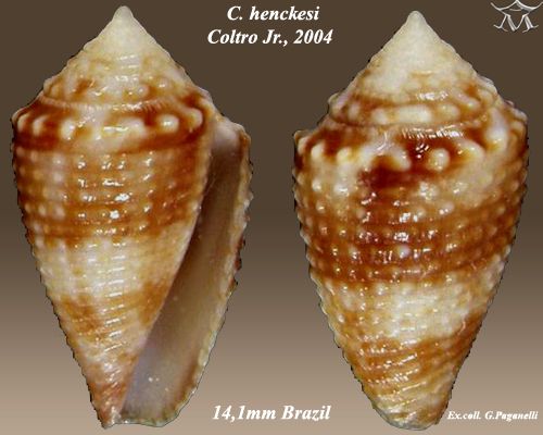 File:Conus henckesi 2.jpg