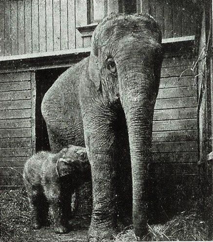 File:Copenhagen Zoo Kaspar and mother Ellen 1907-12-10.jpg