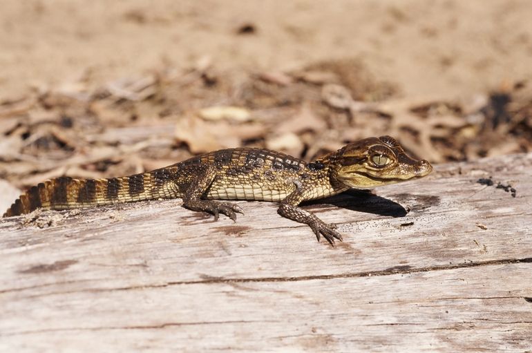 File:Crocodylus acutus01.jpg