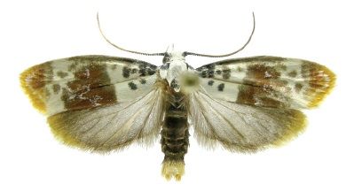 File:Ethmia exornata.jpg