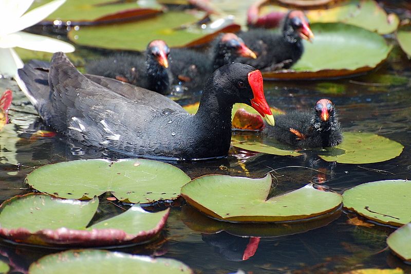 File:Gallinula galeata 1 (2).jpg