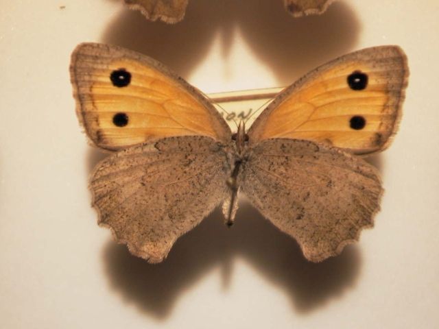 File:Hyponephele lycaon mounted.jpg