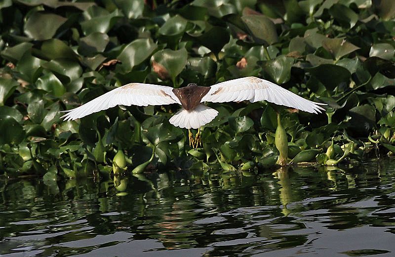 File:Indian Pond Heron I IMG 1098.jpg