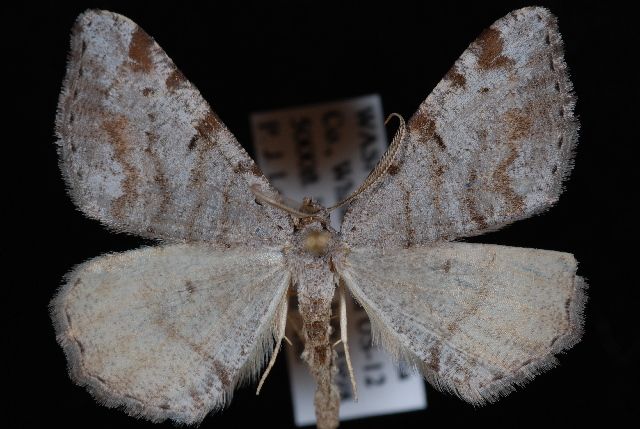 File:Macaria quadrilinearia.jpg