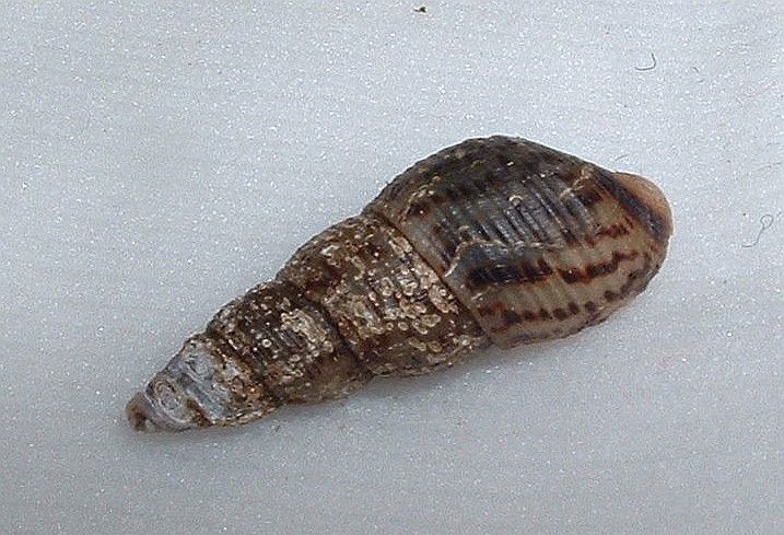 File:Malaysian Trumpet Snail.jpg