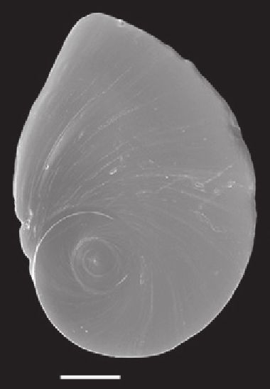 File:Marstonia comalensis operculum.png