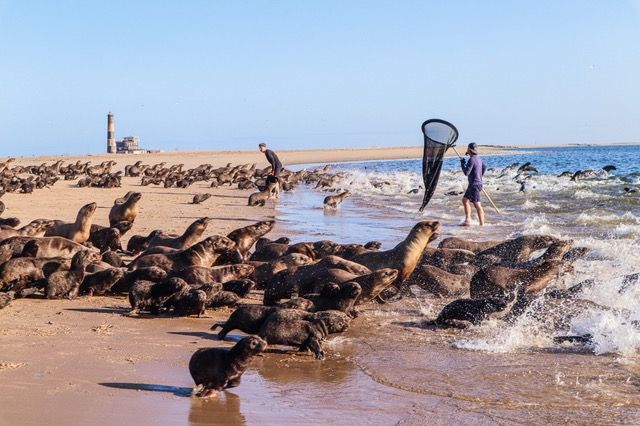 File:Ocean Conservation Namibia rescuing seals.jpg