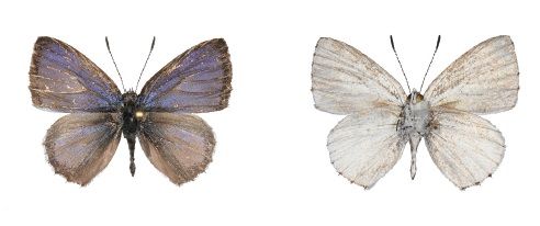 File:Philiris hindenburgensis dorsal and ventral.jpg