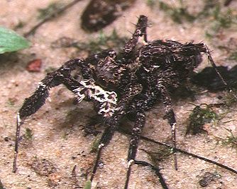 File:Portia.fimbriata.female.-.tanikawa.jpg