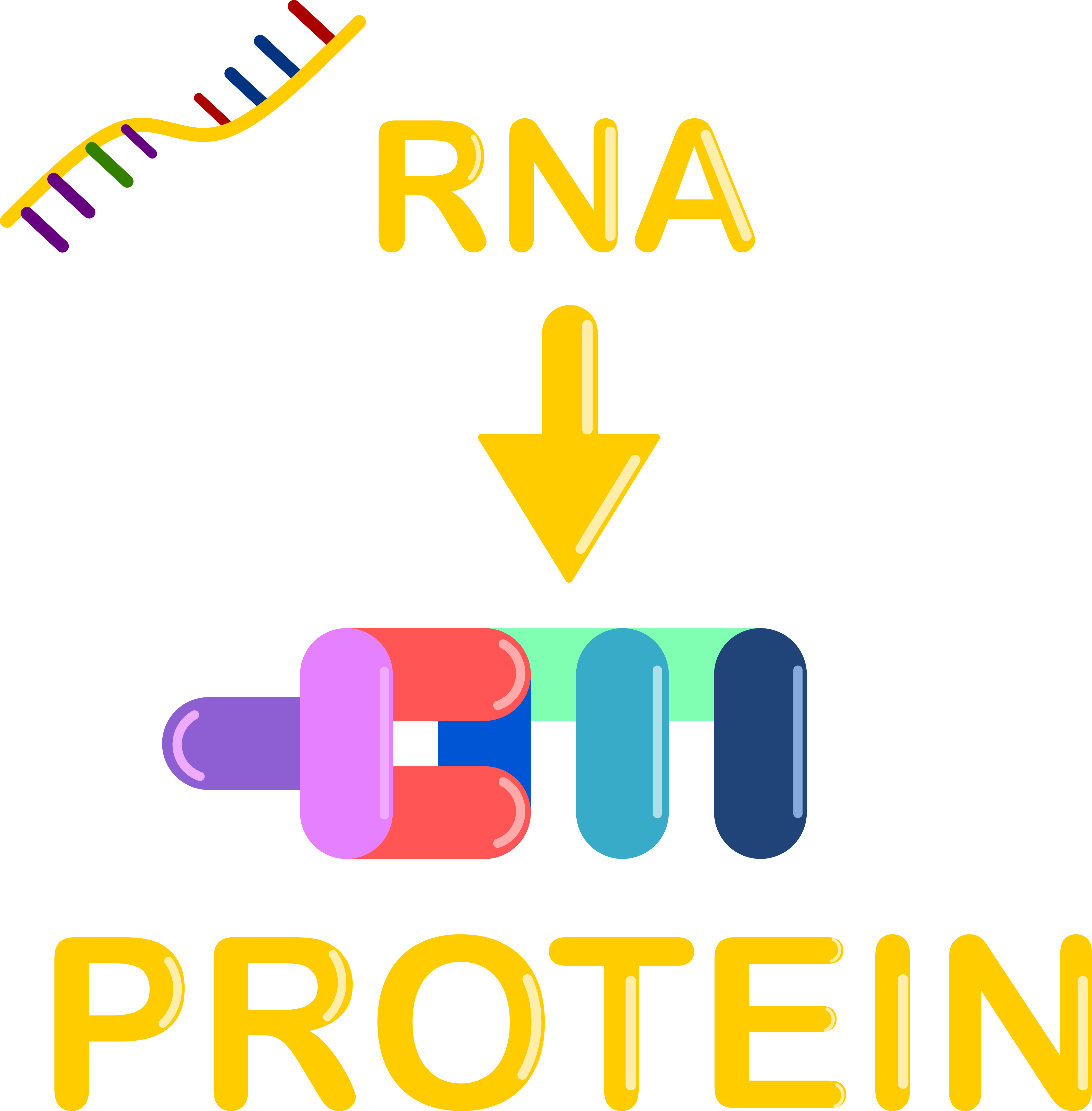 Protein Synthesis Graphic Public Domain