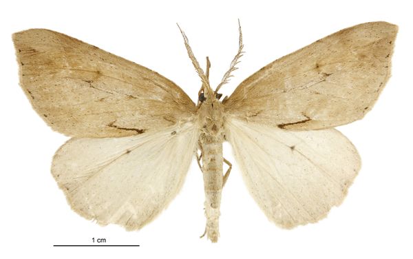 File:Pseudocoremia lutea male.jpg