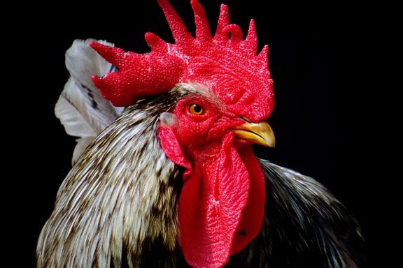 File:Rooster cockerel.jpg