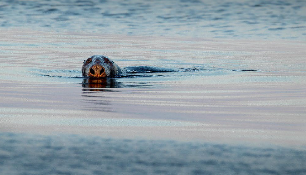 File:Stellwagen Bank National Marine Sanctuary gray seal.png