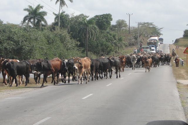 File:Traffic jam on Carretera.JPG