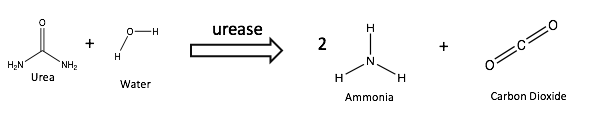 File:Urease catalyzed decomposition.png