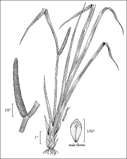 File:Acorus calamus illustration.jpg