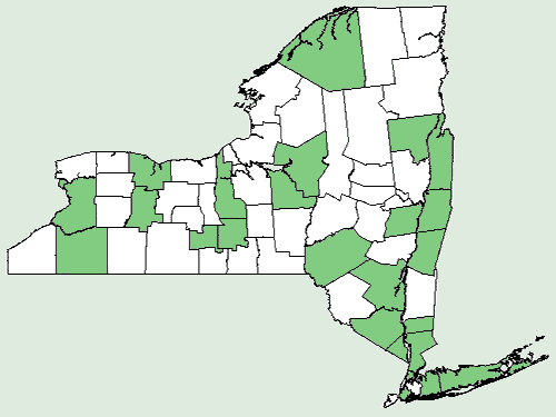 File:Ambrosia trifida var trifida NY-dist-map.png