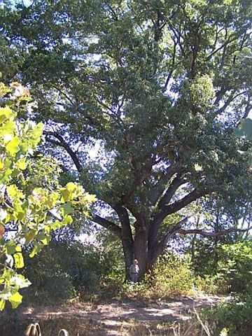 File:Caddo NG red oak.jpg