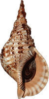 File:Charonia tritonis.png