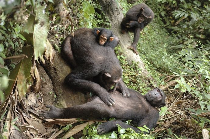 File:Chimpanzee grooming - épouillage entre chimpanzées.jpg