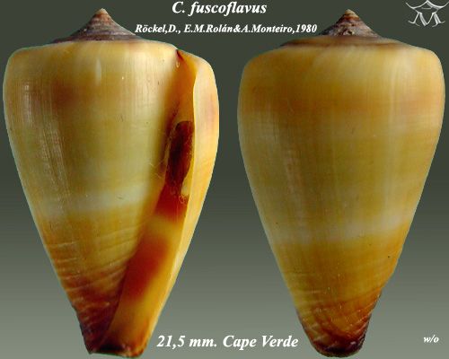 File:Conus fuscoflavus 1.jpg