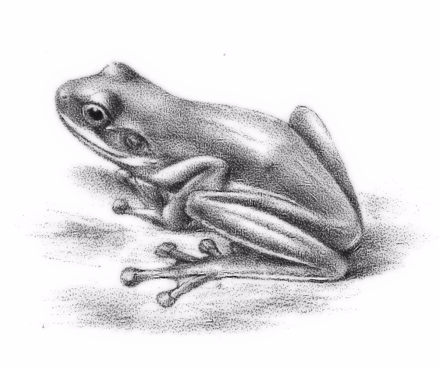 File:Duellmanohyla uranochroa.png