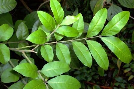 File:Dysoxylum fraserianum - foliage.jpg