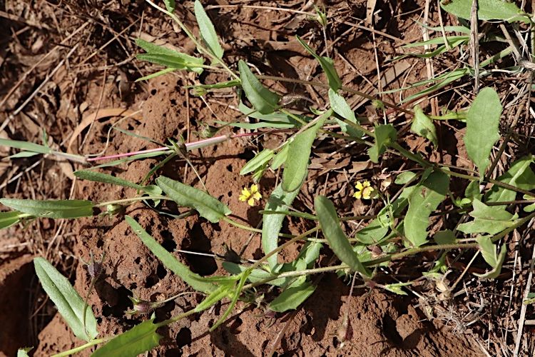 File:Goodenia byrnesii.jpg