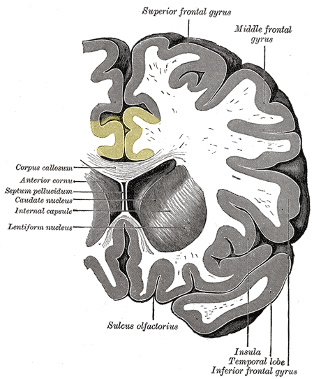 File:Gray743 cingulate gyrus.png