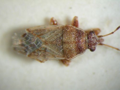 File:Hemiptera Crompus Opacus.jpg