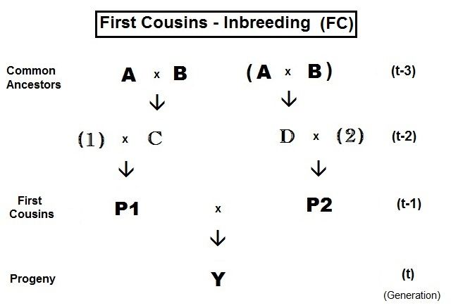 File:Inbreeding- Cousins First.jpg