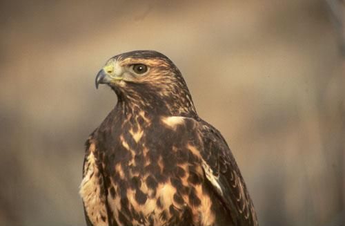 File:Juvenile Swainson's Hawk.jpg