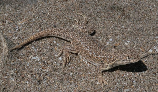 File:Lagartijas de las dunas 4 small.jpg