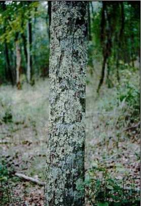 File:Lichen tree.jpg