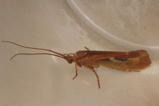 File:Limnephilus externus 03.jpg